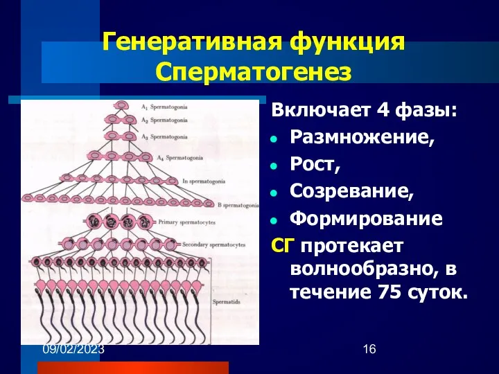 09/02/2023 Генеративная функция Сперматогенез Включает 4 фазы: Размножение, Рост, Созревание, Формирование