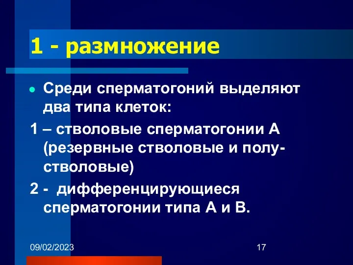 09/02/2023 1 - размножение Среди сперматогоний выделяют два типа клеток: 1