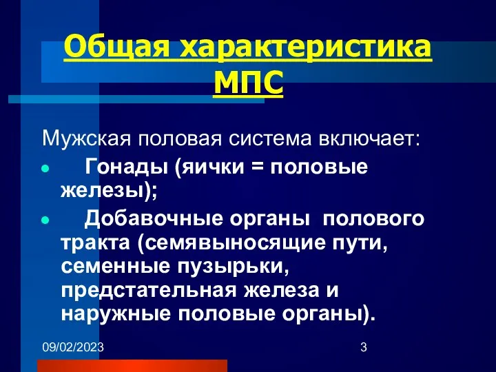 09/02/2023 Общая характеристика МПС Мужская половая система включает: Гонады (яички =