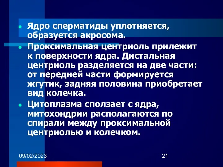 09/02/2023 Ядро сперматиды уплотняется, образуется акросома. Проксимальная центриоль прилежит к поверхности