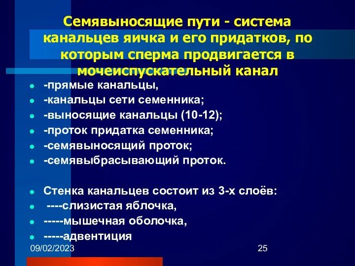 09/02/2023 Семявыносящие пути - система канальцев яичка и его придатков, по