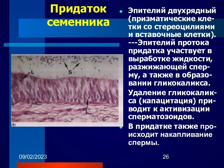 09/02/2023 Придаток семенника Эпителий двухрядный (призматические кле-тки со стереоцилиями и вставочные