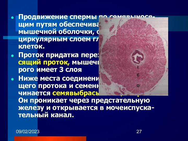 09/02/2023 Продвижение спермы по семявынося-щим путям обеспечивается сокращением мышечной оболочки, образованной