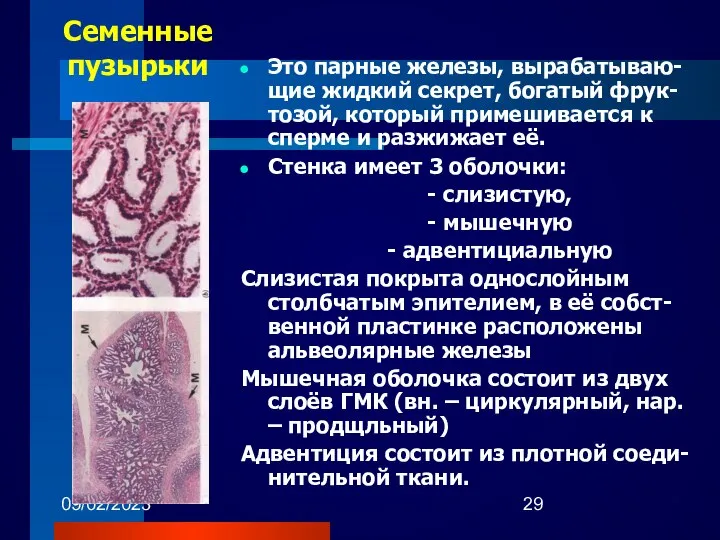 09/02/2023 Семенные пузырьки Это парные железы, вырабатываю-щие жидкий секрет, богатый фрук-тозой,