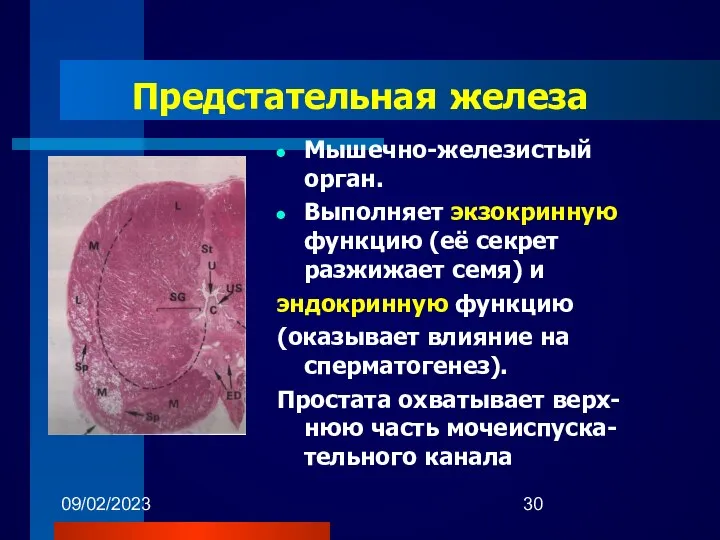 09/02/2023 Предстательная железа Мышечно-железистый орган. Выполняет экзокринную функцию (её секрет разжижает