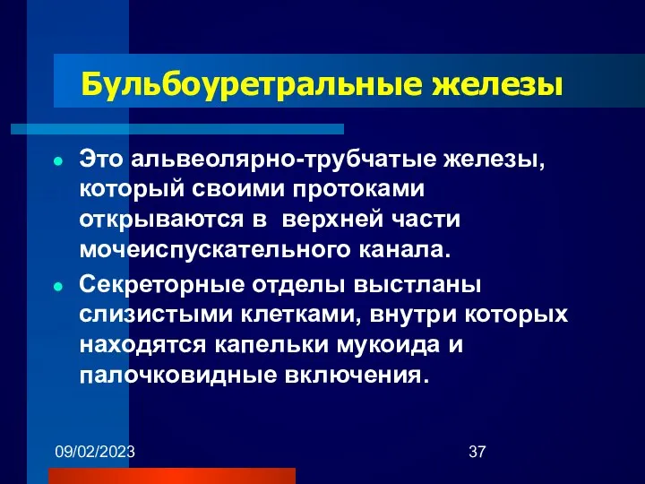 09/02/2023 Бульбоуретральные железы Это альвеолярно-трубчатые железы, который своими протоками открываются в