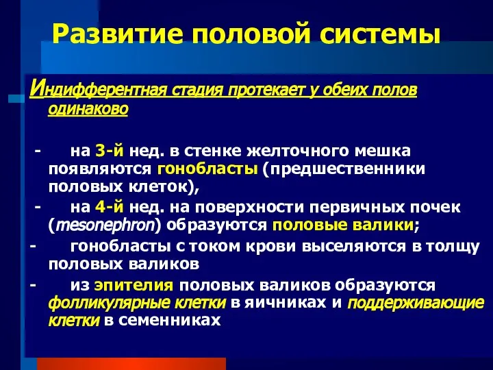 09/02/2023 Развитие половой системы Индифферентная стадия протекает у обеих полов одинаково