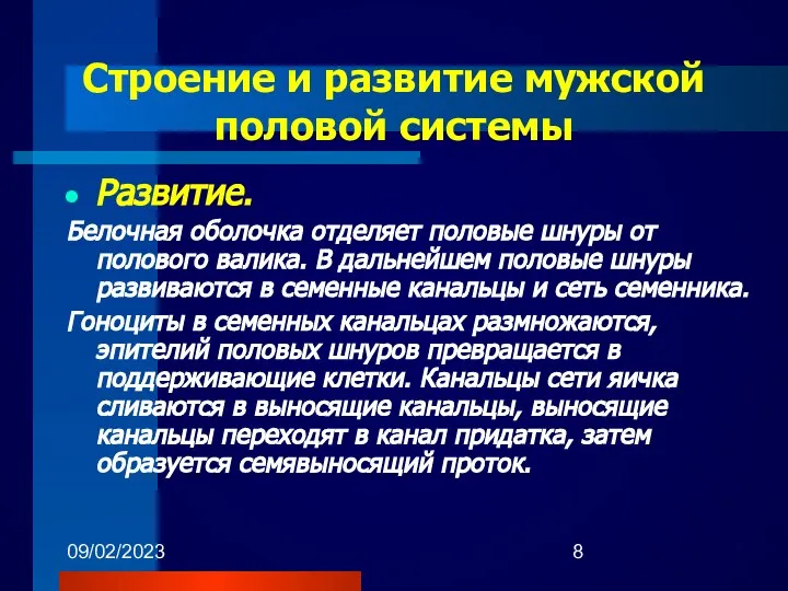 09/02/2023 Развитие. Белочная оболочка отделяет половые шнуры от полового валика. В