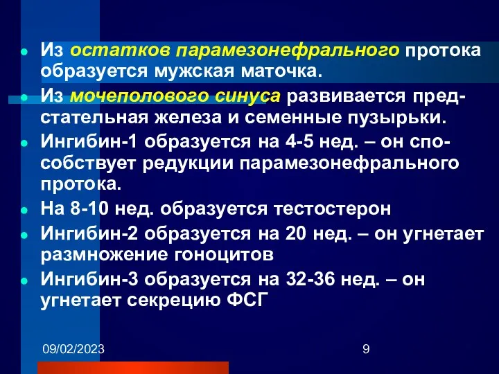 09/02/2023 Из остатков парамезонефрального протока образуется мужская маточка. Из мочеполового синуса