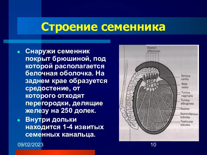 09/02/2023 Строение семенника Снаружи семенник покрыт брюшиной, под которой располагается белочная