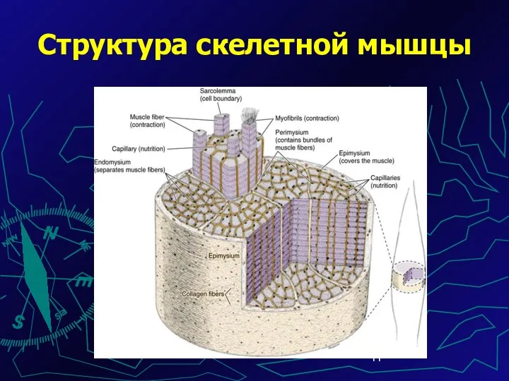 Структура скелетной мышцы