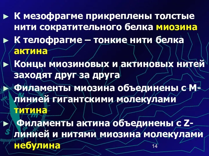 К мезофрагме прикреплены толстые нити сократительного белка миозина К телофрагме –