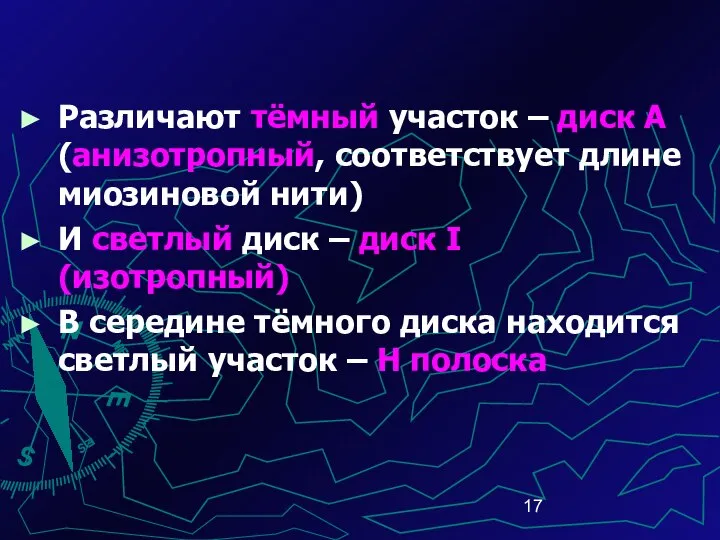 Различают тёмный участок – диск А (анизотропный, соответствует длине миозиновой нити)