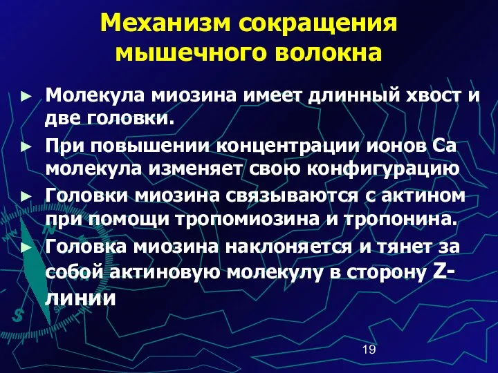 Молекула миозина имеет длинный хвост и две головки. При повышении концентрации