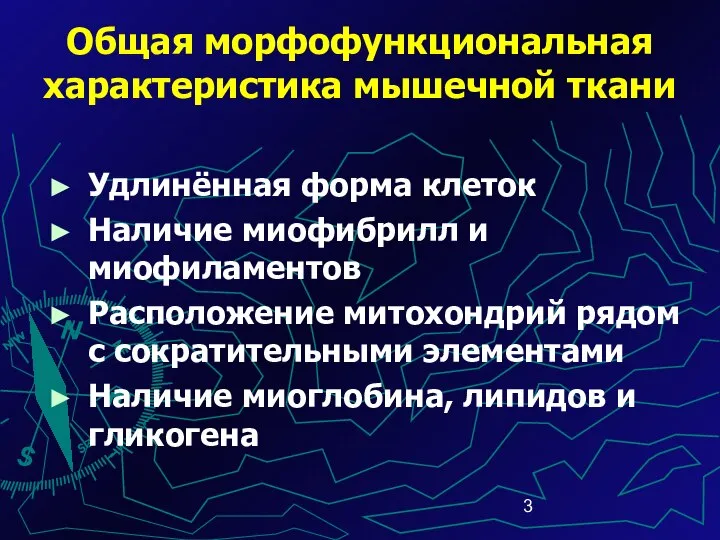 Общая морфофункциональная характеристика мышечной ткани Удлинённая форма клеток Наличие миофибрилл и