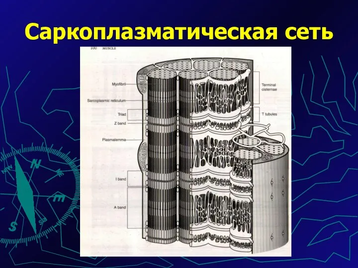 Саркоплазматическая сеть