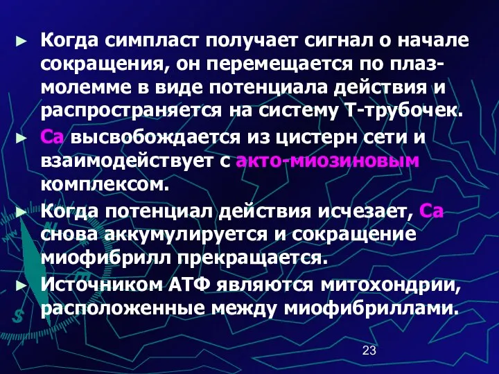 Когда симпласт получает сигнал о начале сокращения, он перемещается по плаз-молемме