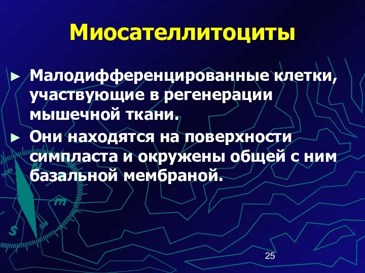 Миосателлитоциты Малодифференцированные клетки, участвующие в регенерации мышечной ткани. Они находятся на