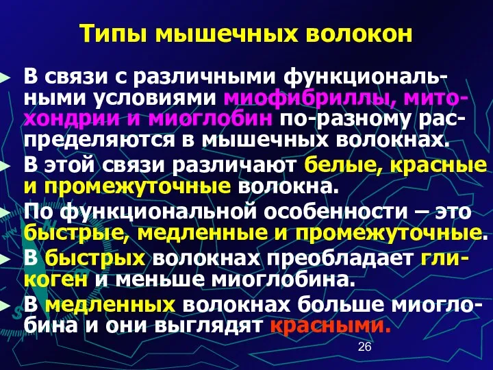 Типы мышечных волокон В связи с различными функциональ-ными условиями миофибриллы, мито-хондрии