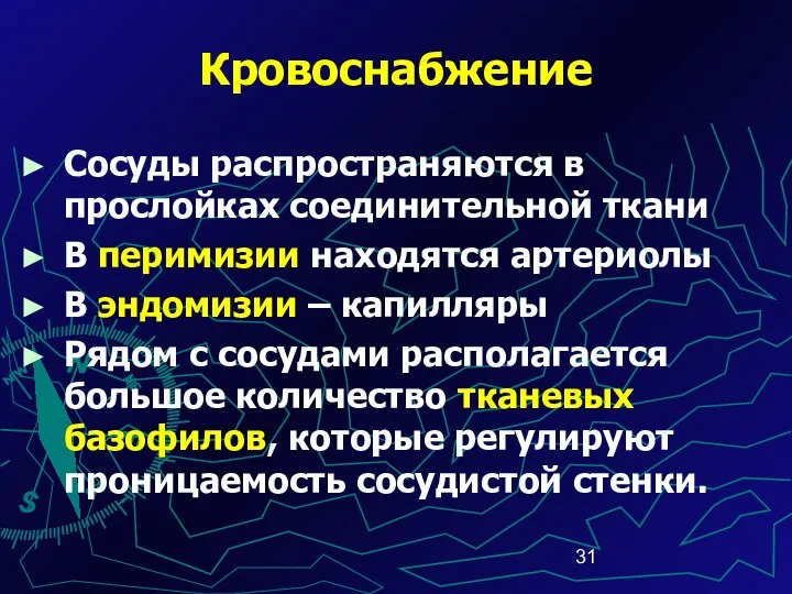 Кровоснабжение Сосуды распространяются в прослойках соединительной ткани В перимизии находятся артериолы