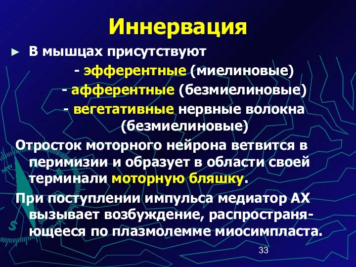 Иннервация В мышцах присутствуют - эфферентные (миелиновые) - афферентные (безмиелиновые) -