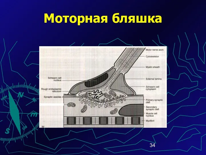 Моторная бляшка