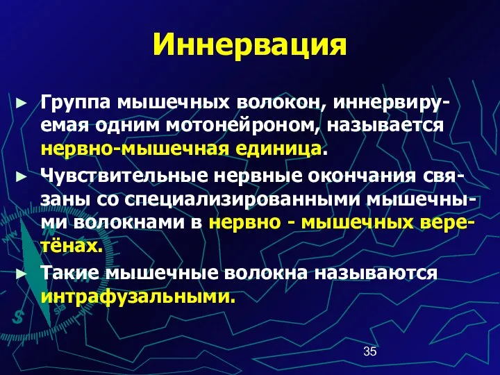 Группа мышечных волокон, иннервиру-емая одним мотонейроном, называется нервно-мышечная единица. Чувствительные нервные