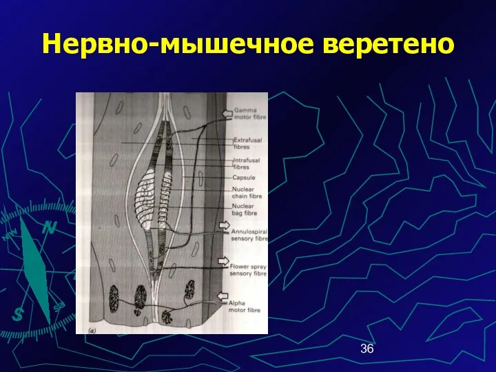 Нервно-мышечное веретено