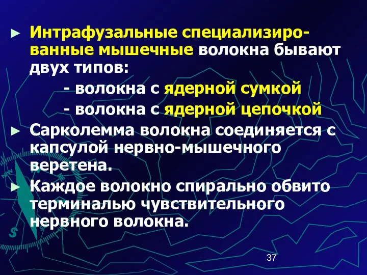 Интрафузальные специализиро-ванные мышечные волокна бывают двух типов: - волокна с ядерной