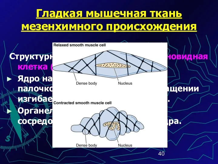 Гладкая мышечная ткань мезенхимного происхождения Структурная единица ГМТ – веретеновидная клетка