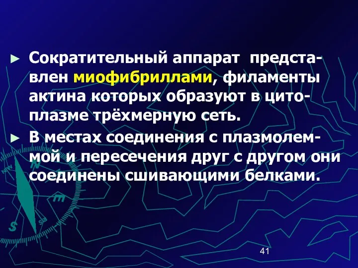 Сократительный аппарат предста-влен миофибриллами, филаменты актина которых образуют в цито-плазме трёхмерную