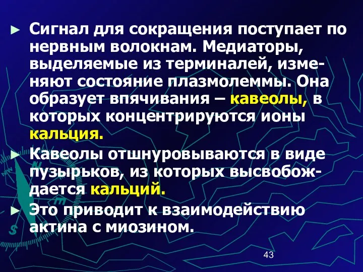 Сигнал для сокращения поступает по нервным волокнам. Медиаторы, выделяемые из терминалей,