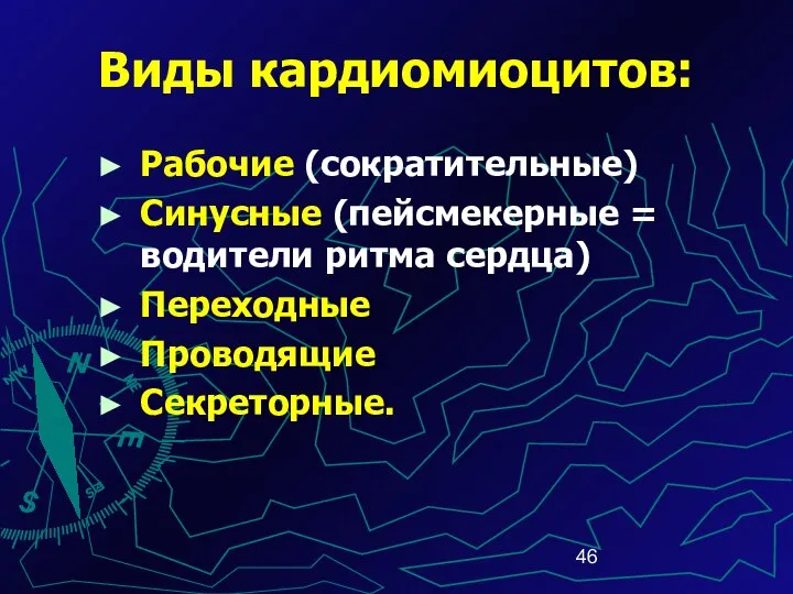 Виды кардиомиоцитов: Рабочие (сократительные) Синусные (пейсмекерные = водители ритма сердца) Переходные Проводящие Секреторные.