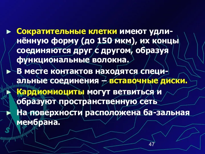 Сократительные клетки имеют удли-нённую форму (до 150 мкм), их концы соединяются