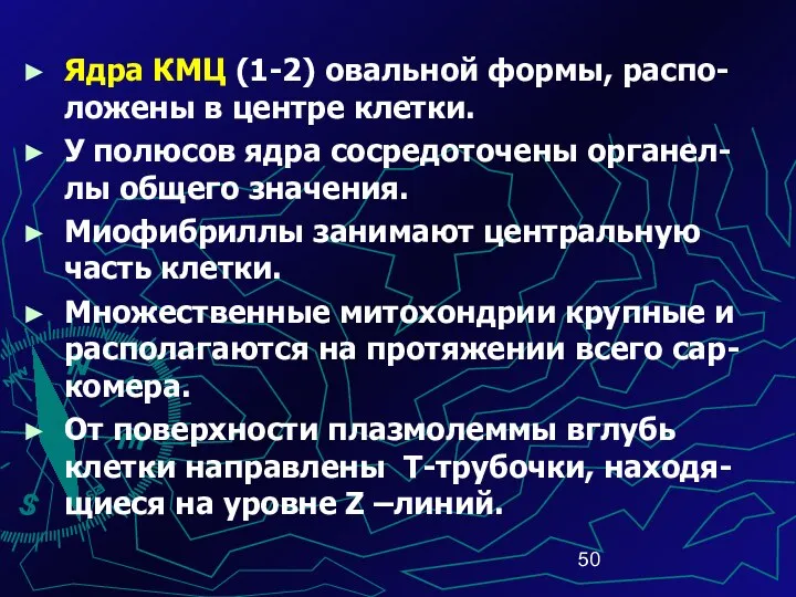 Ядра КМЦ (1-2) овальной формы, распо-ложены в центре клетки. У полюсов