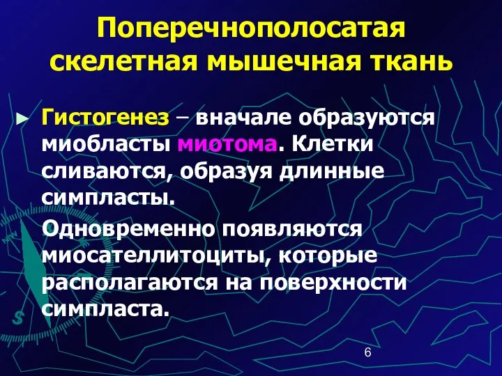 Поперечнополосатая скелетная мышечная ткань Гистогенез – вначале образуются миобласты миотома. Клетки