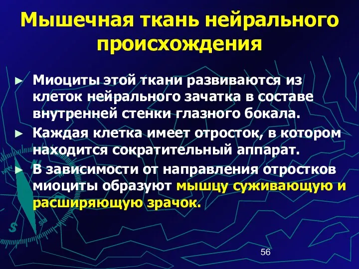 Мышечная ткань нейрального происхождения Миоциты этой ткани развиваются из клеток нейрального