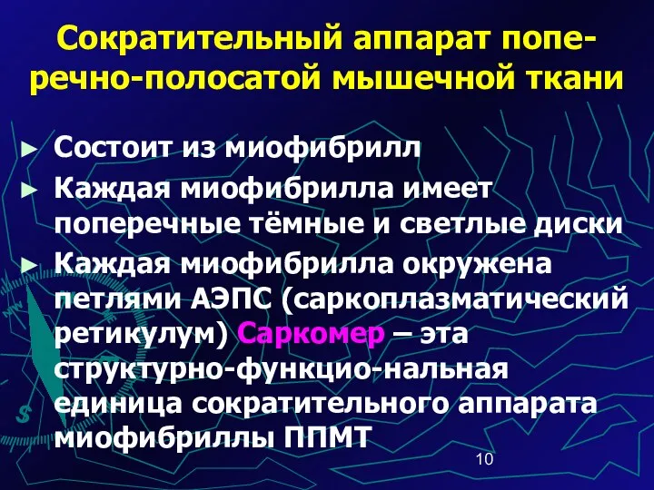 Сократительный аппарат попе-речно-полосатой мышечной ткани Состоит из миофибрилл Каждая миофибрилла имеет