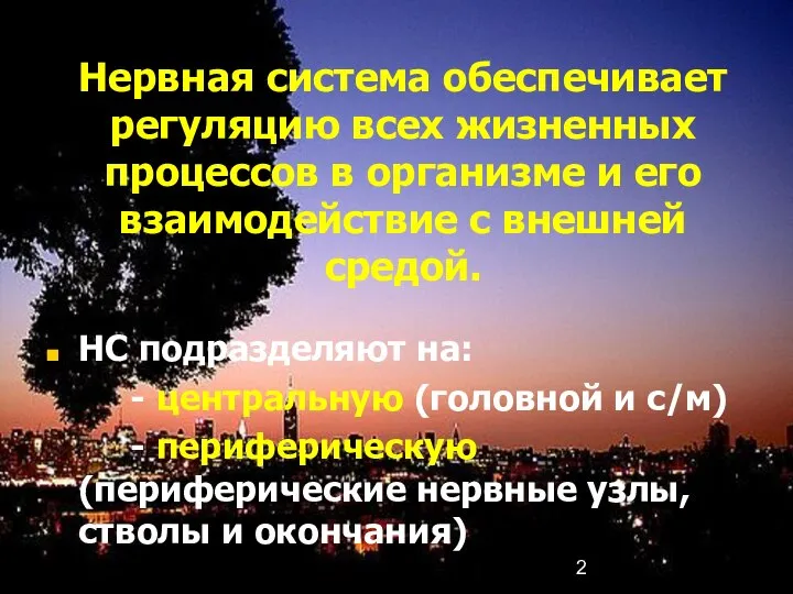 Нервная система обеспечивает регуляцию всех жизненных процессов в организме и его