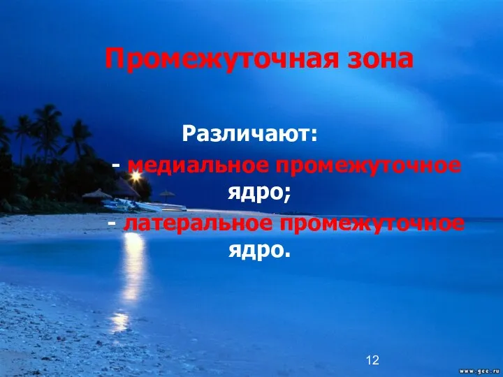 Промежуточная зона Различают: - медиальное промежуточное ядро; - латеральное промежуточное ядро.