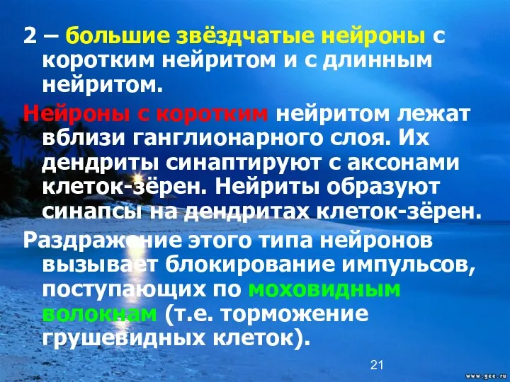 2 – большие звёздчатые нейроны с коротким нейритом и с длинным