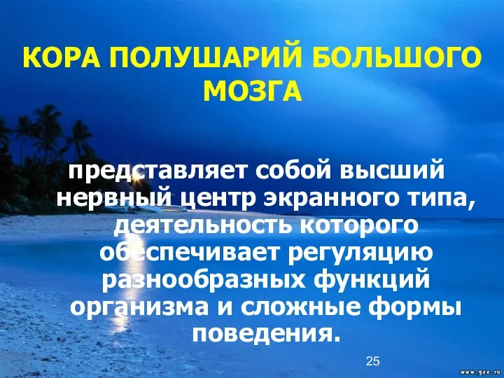 КОРА ПОЛУШАРИЙ БОЛЬШОГО МОЗГА представляет собой высший нервный центр экранного типа,