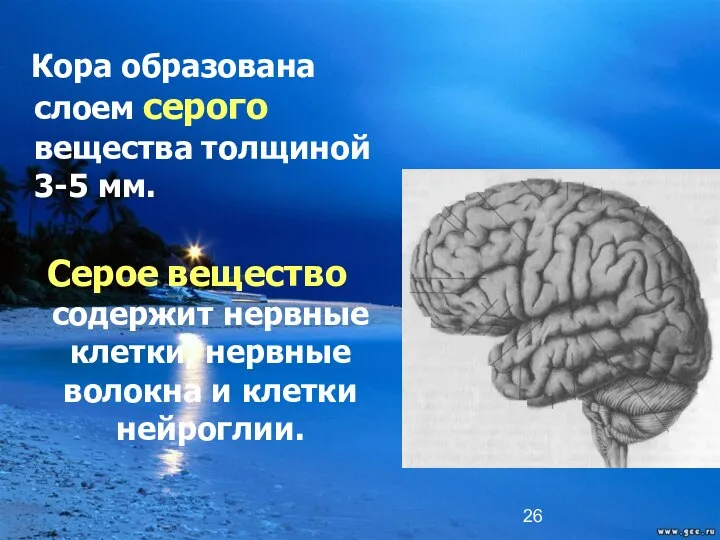 Кора образована слоем серого вещества толщиной 3-5 мм. Серое вещество содержит