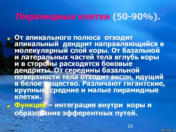 Пирамидные клетки (50-90%). От апикального полюса отходит апикальный дендрит направляющийся в