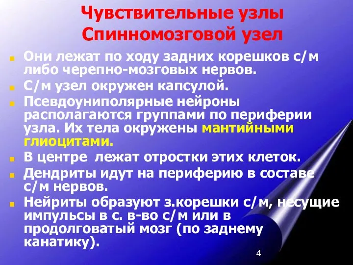 Чувствительные узлы Спинномозговой узел Они лежат по ходу задних корешков с/м