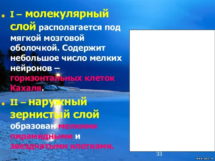 I – молекулярный слой располагается под мягкой мозговой оболочкой. Содержит небольшое