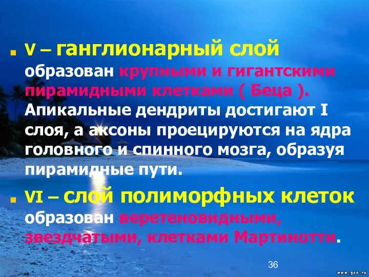 V – ганглионарный слой образован крупными и гигантскими пирамидными клетками (