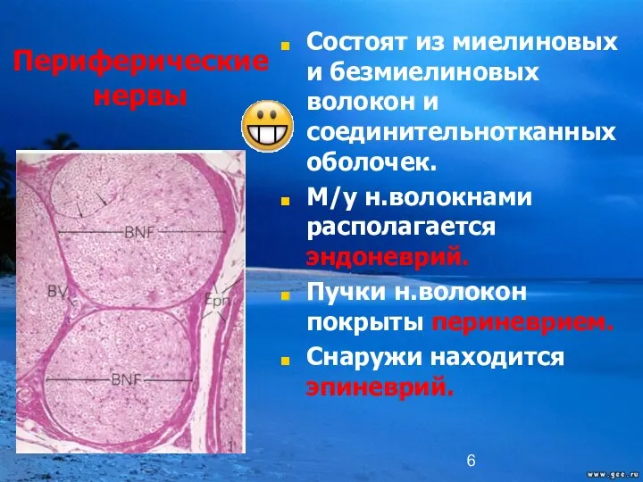 Периферические нервы Состоят из миелиновых и безмиелиновых волокон и соединительнотканных оболочек.