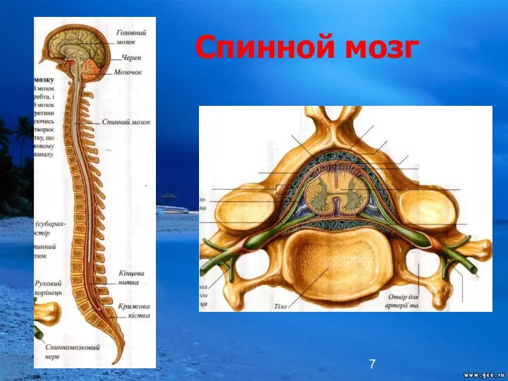 Спинной мозг