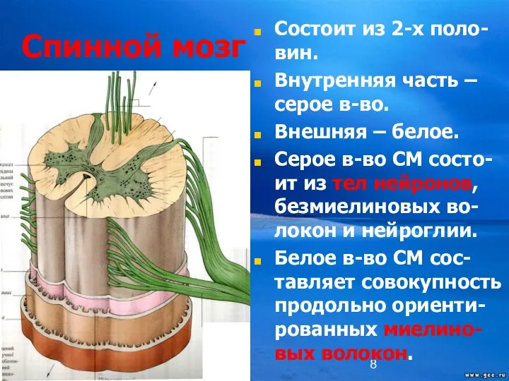 Спинной мозг Состоит из 2-х поло-вин. Внутренняя часть – серое в-во.